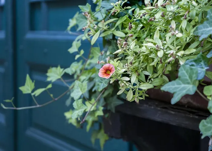 Hajo's Germania & Irish Pub Rüdesheim am Rhein